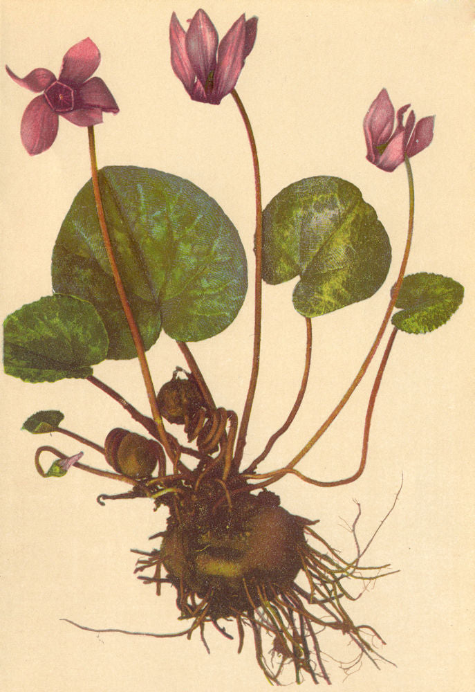ALPENFLORA ALPINE FLOWERS. Cyclamen europaeum L-Erdscheibe 1897 old print